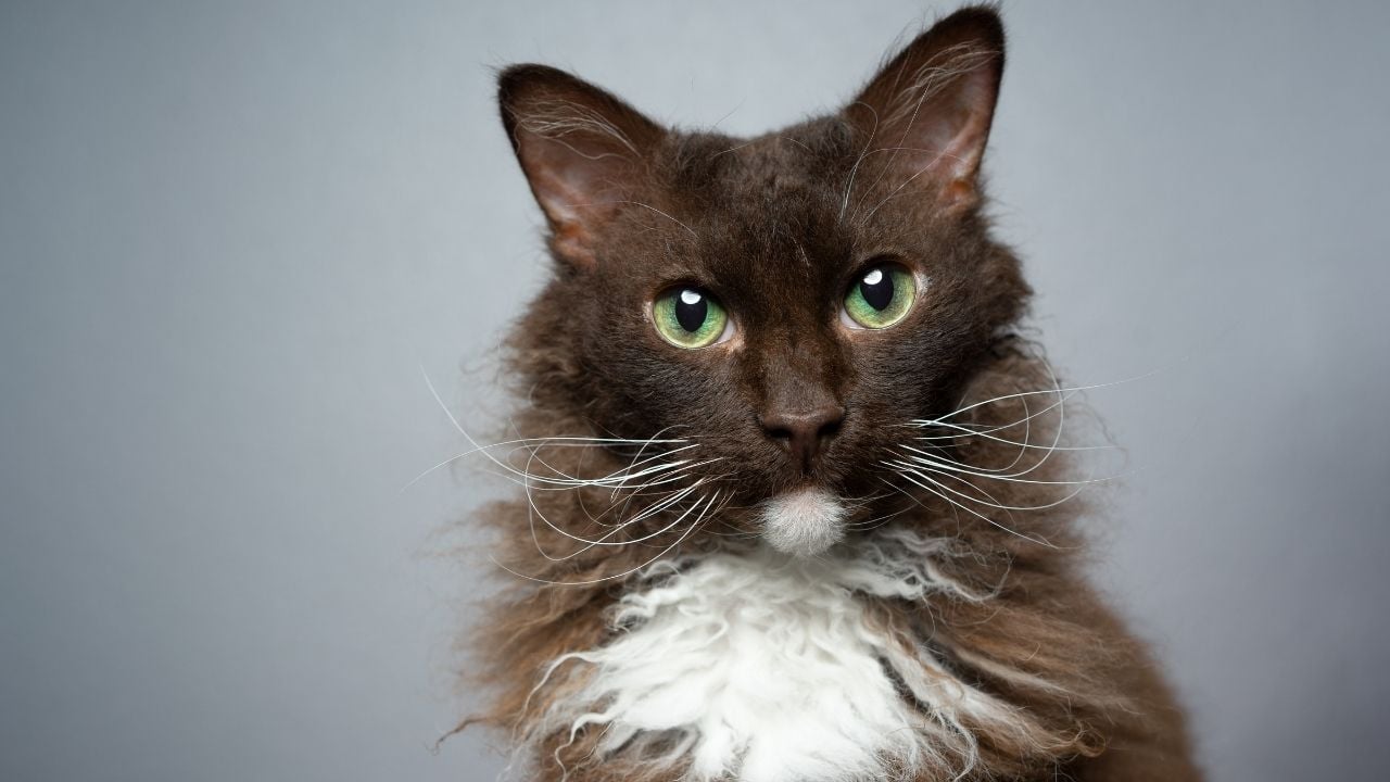 LaPerm kedi cinsi