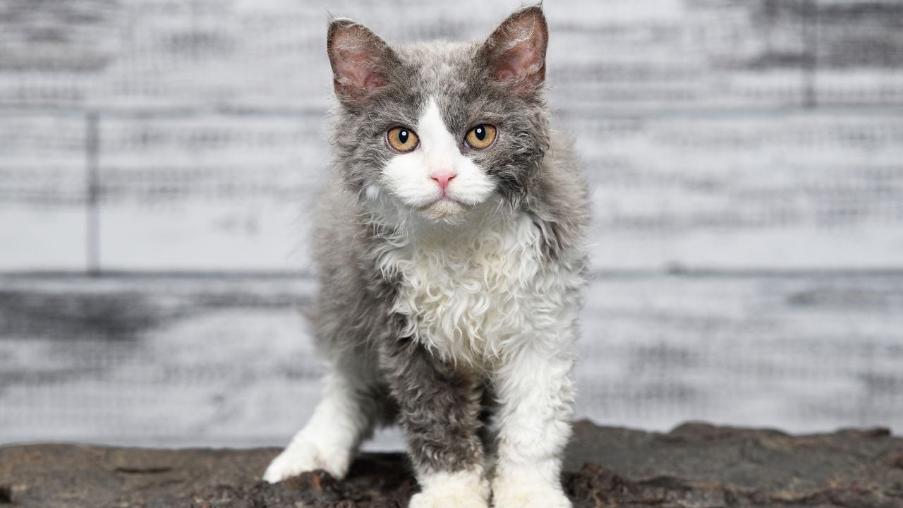 Selkirk Rex kedi cinsi