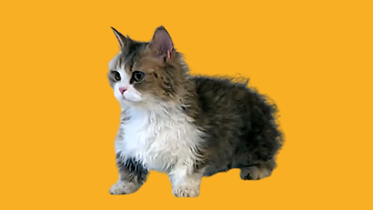 Skookum kedi cinsi