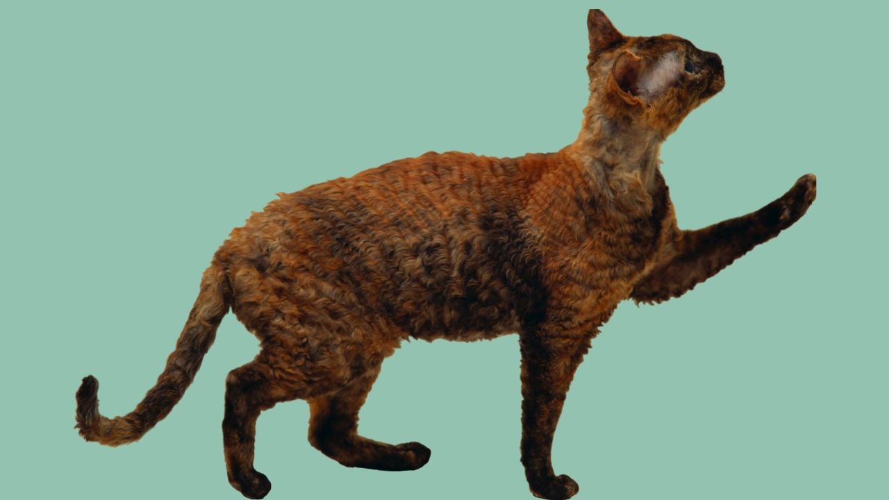Ural Rex kedi cinsi