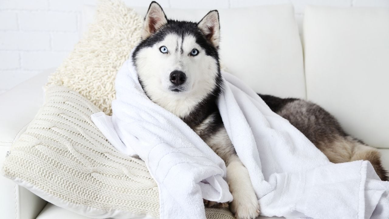 sahibinin havlusuyla yatan köpek