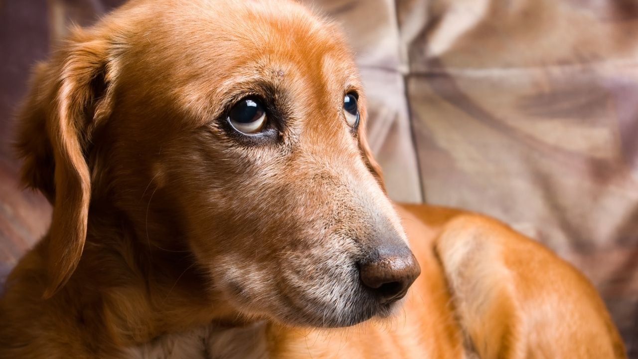 üzgün bakan bir köpek
