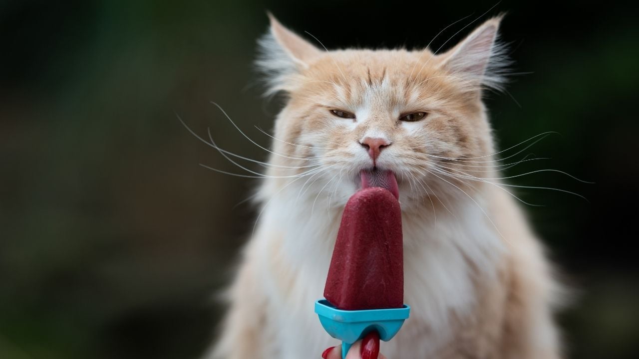 dondurma yiyen bir kedi