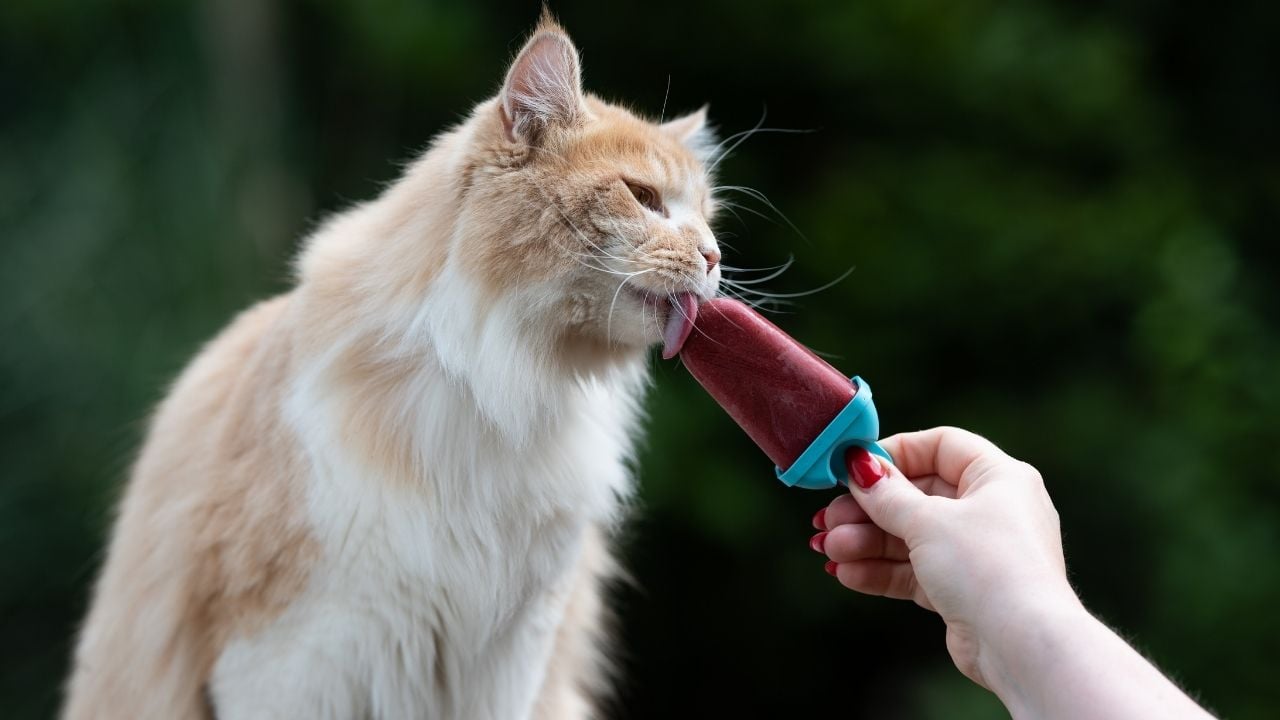 dondurma yiyen sarı kedi