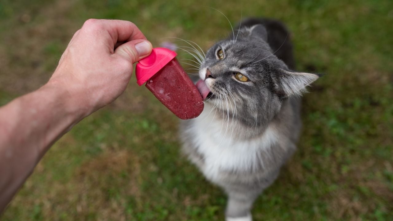 gri kedi dondurma yalıyor