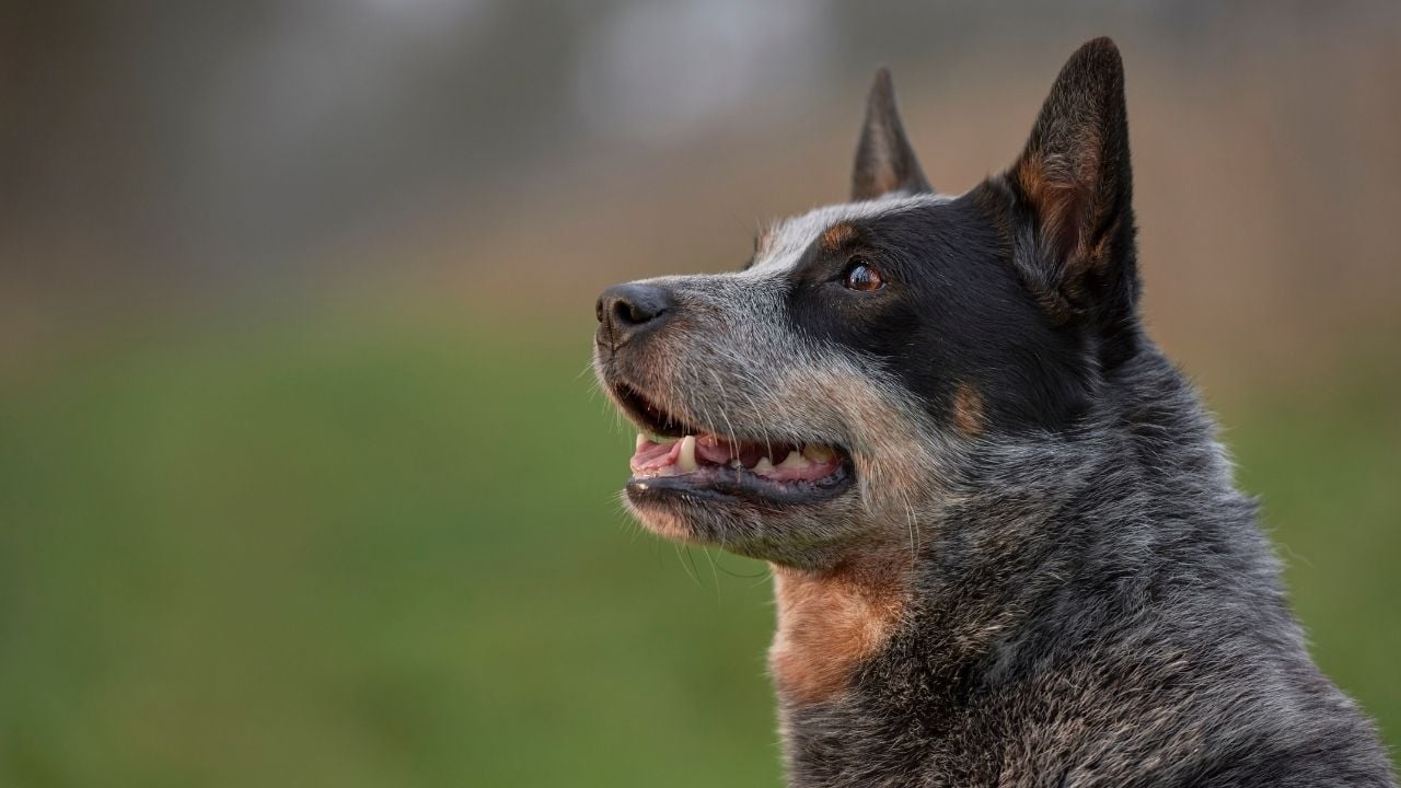 Avustralya Sığır Köpeği