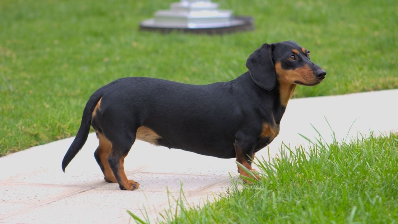 Dachshund köpek