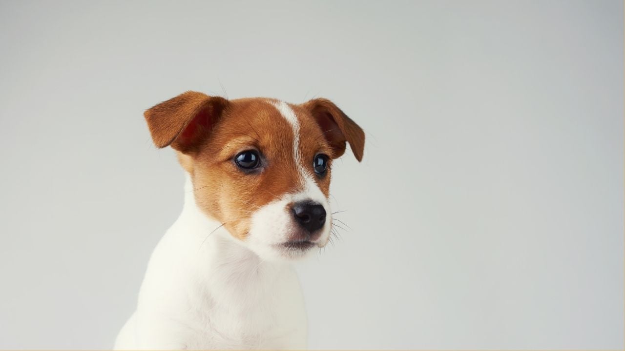 Jack Russell Terrier köpek