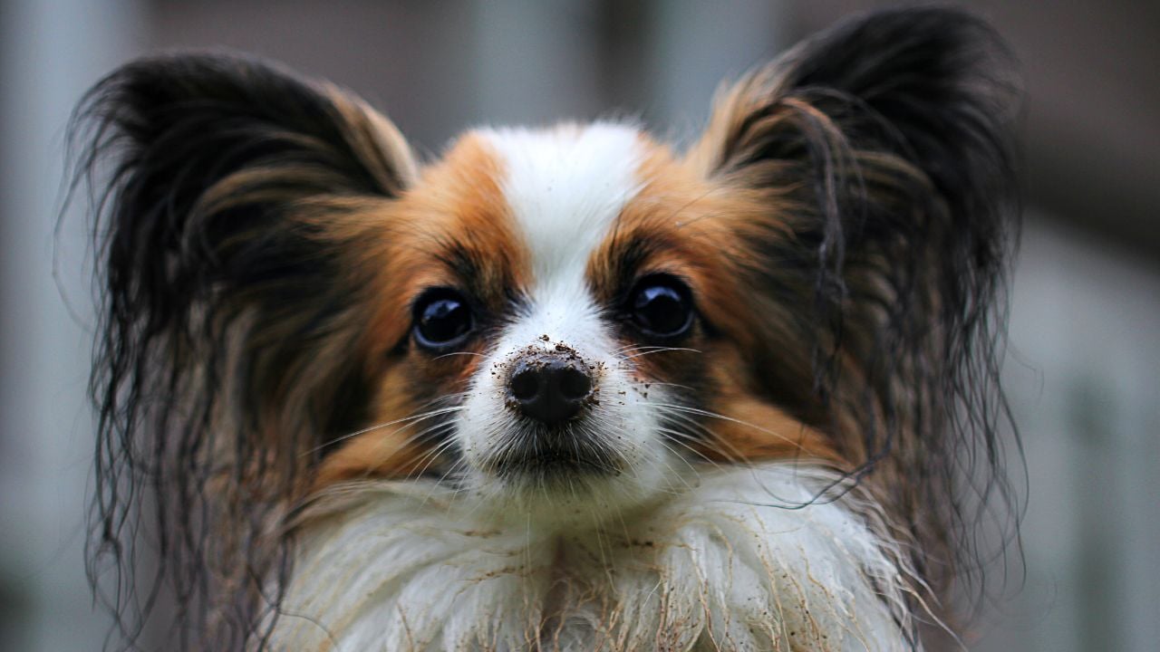 Papillon köpek