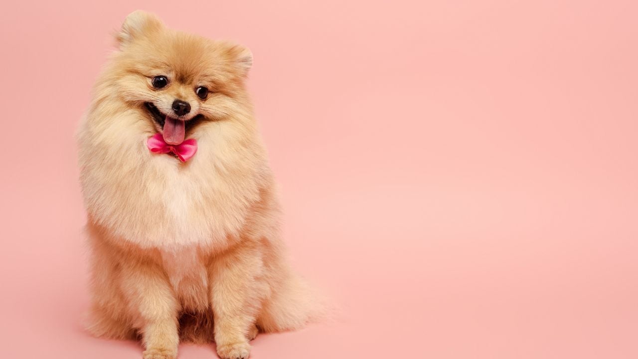 Pomeranian