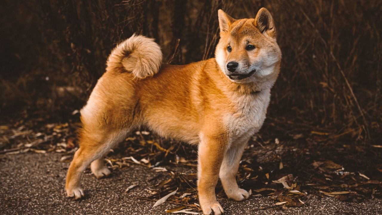 Shiba Inu köpek