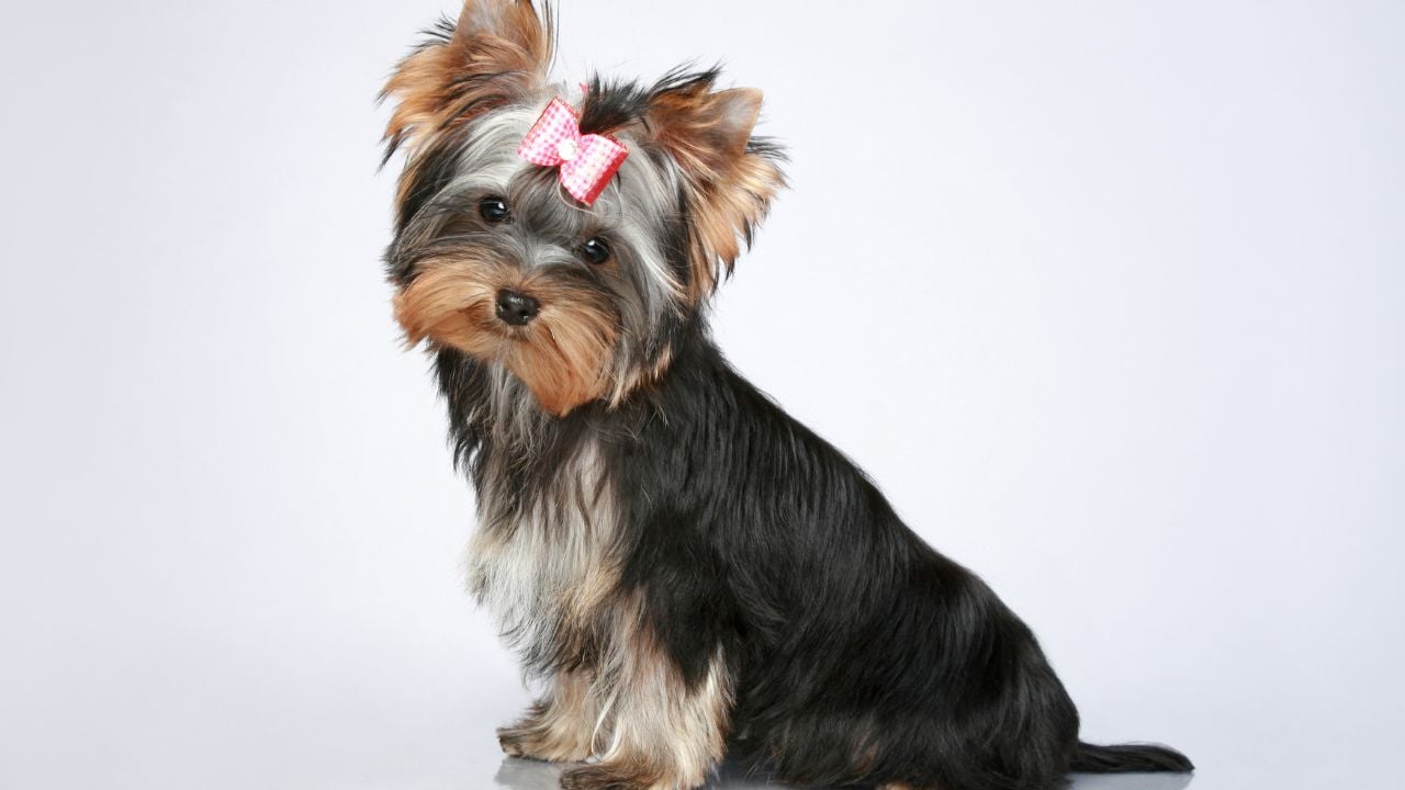 Yorkshire Terrier köpek