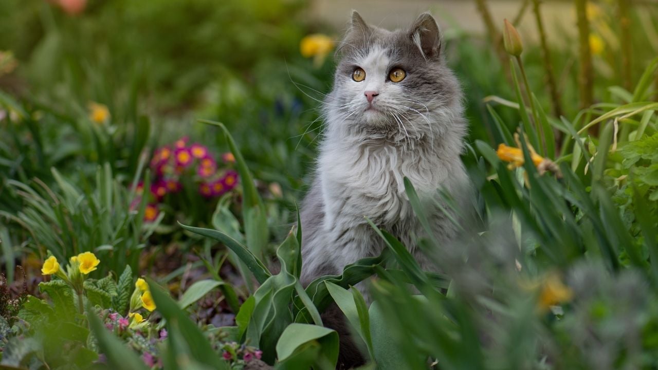çiçekler içinde bir kedi
