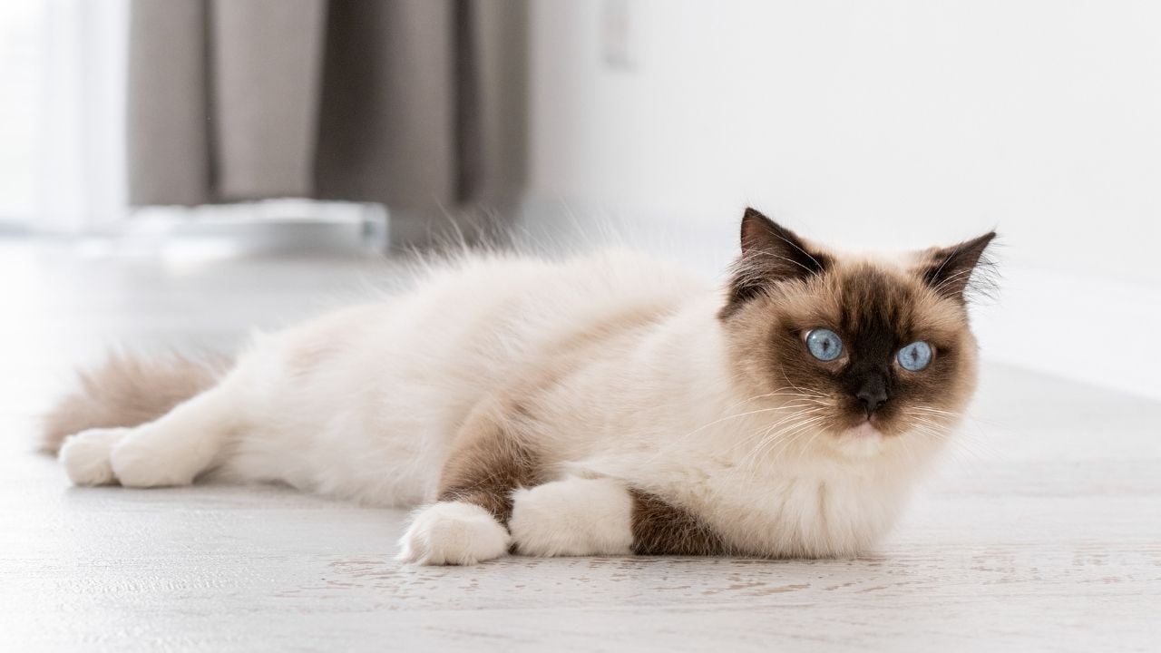 yerde yatan bir kedi