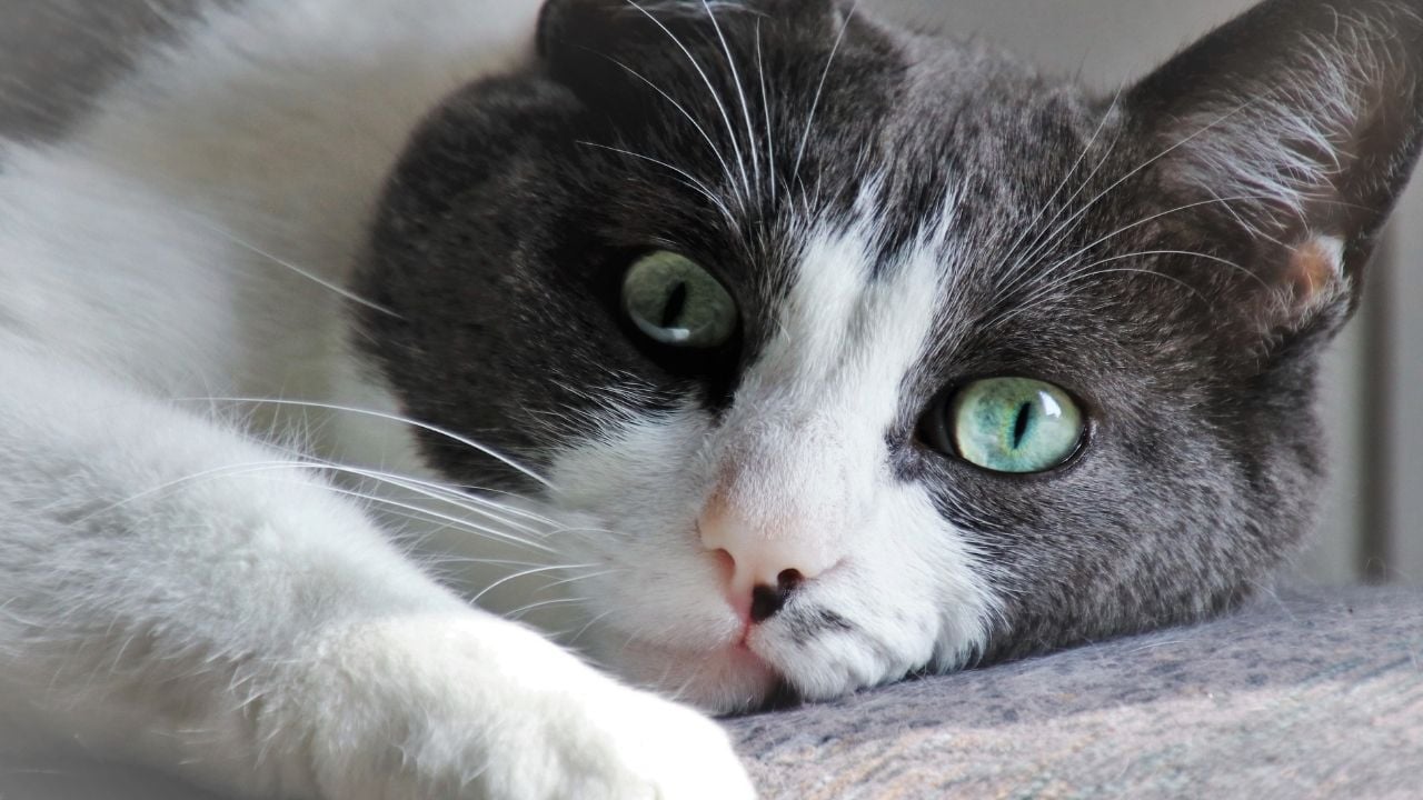 yeşil gözlü smokin kedi