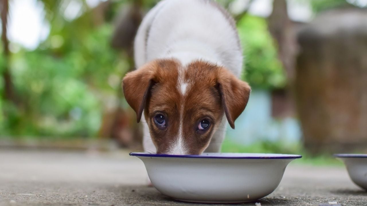 köpek yaş mama yiyor