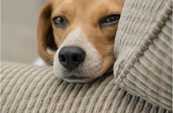 Effective Pet Smart Dog Training Techniques for Your Pup