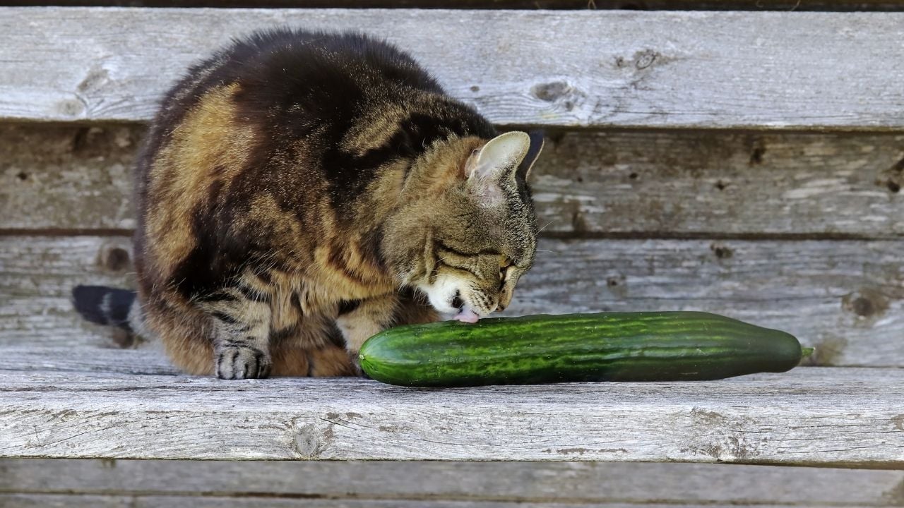 kedi salatalık yalıyor