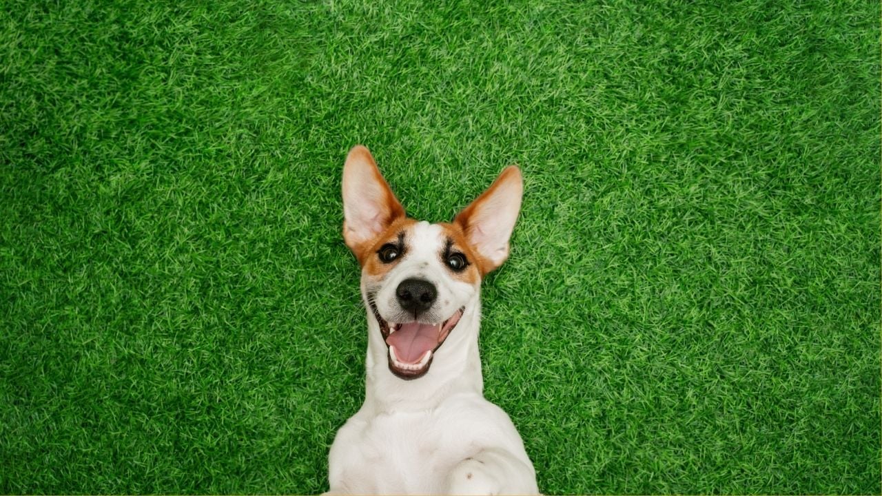 köpek çimenlerde yatıyor