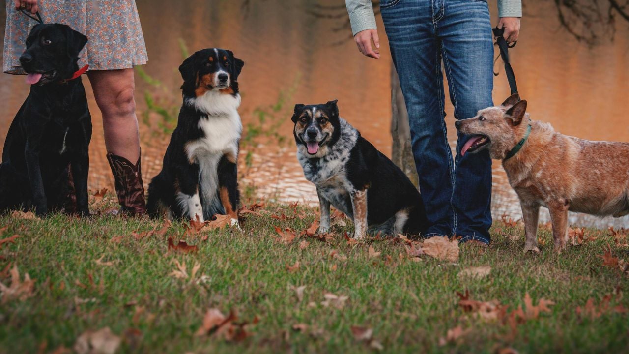köpek sahipleri ve köpekler