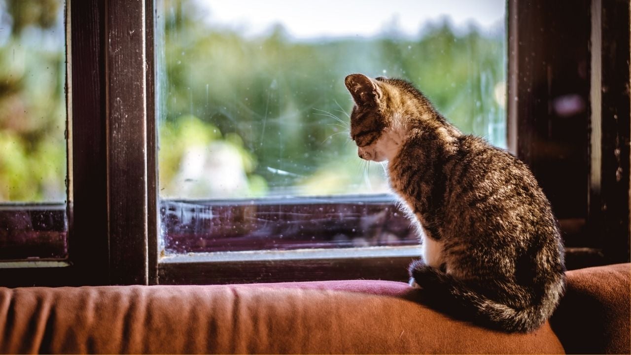 kedi evde dışarı bakıyor