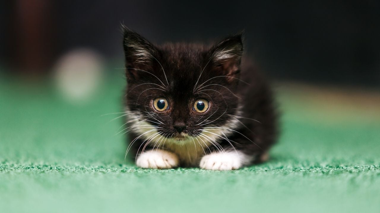 yavru siyah kedi
