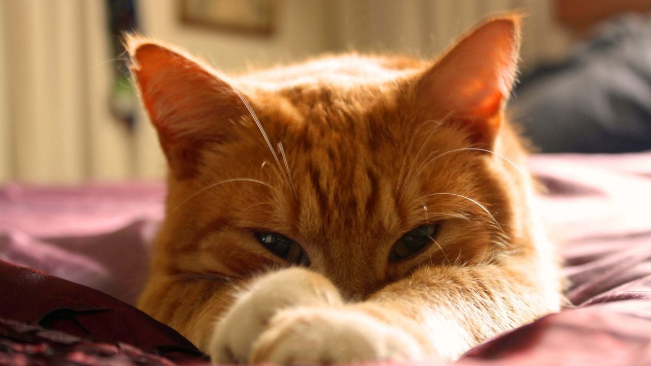 sıkılmış bir sarman kedi