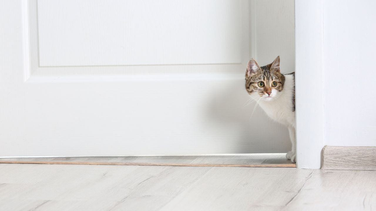 kedi kapıdan bakıyor