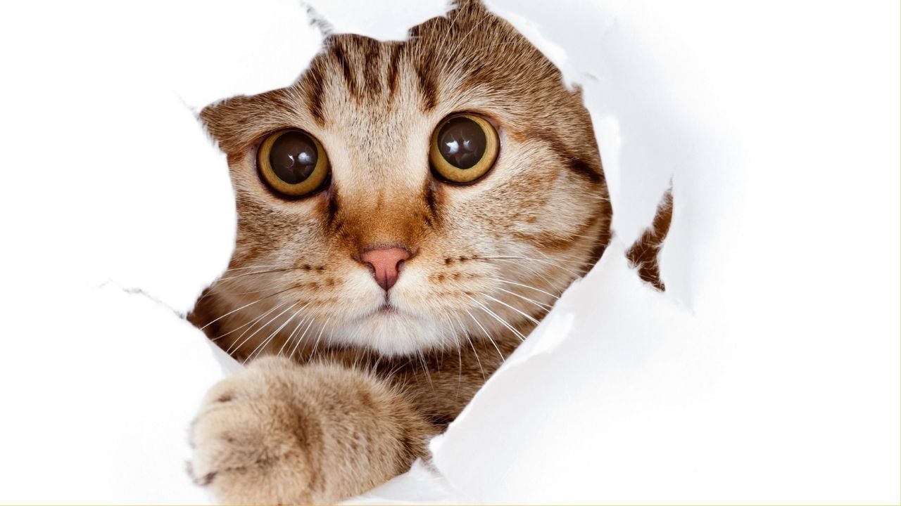 beyaz arka planda bir kedi