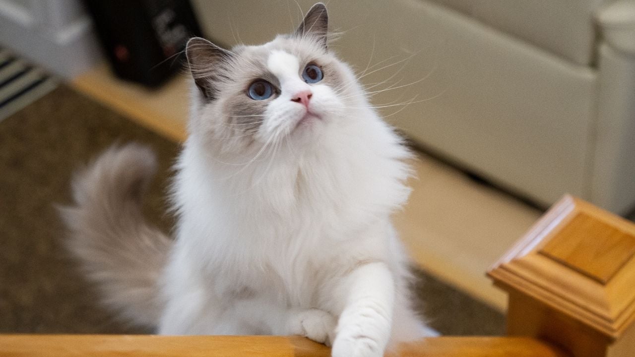 güzel bir ragdoll kedi