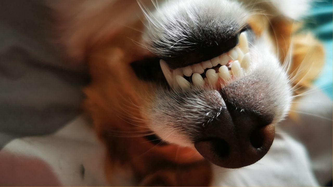 köpek ve dişleri