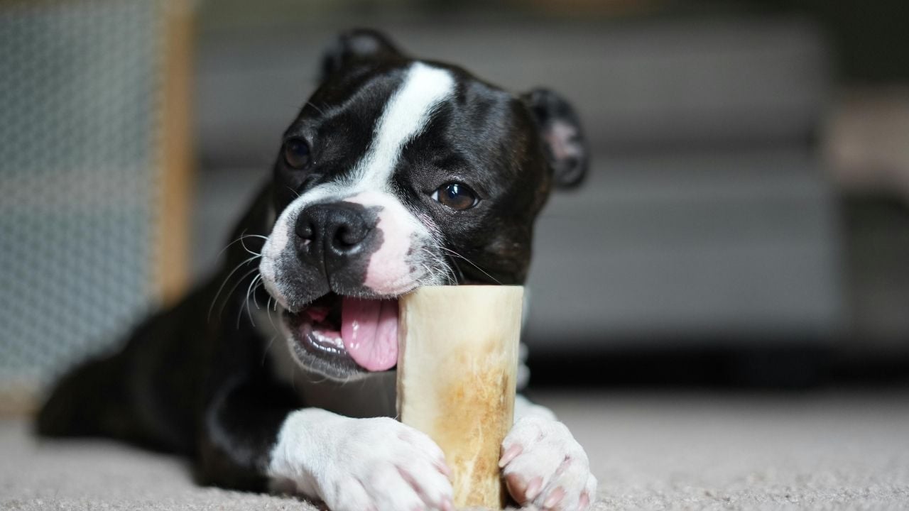 yavru köpek bir şey kemiriyor