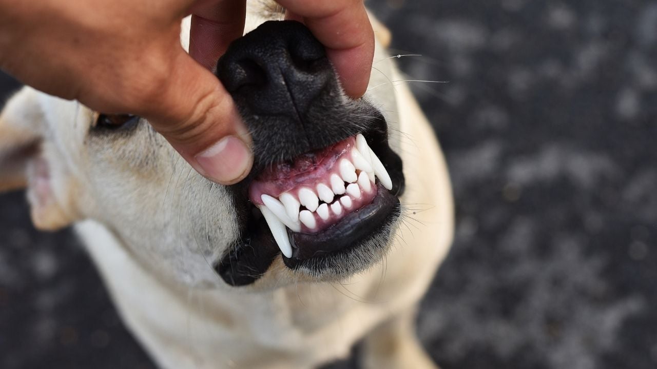 köpeğin kesici dişleri ve köpek dişleri