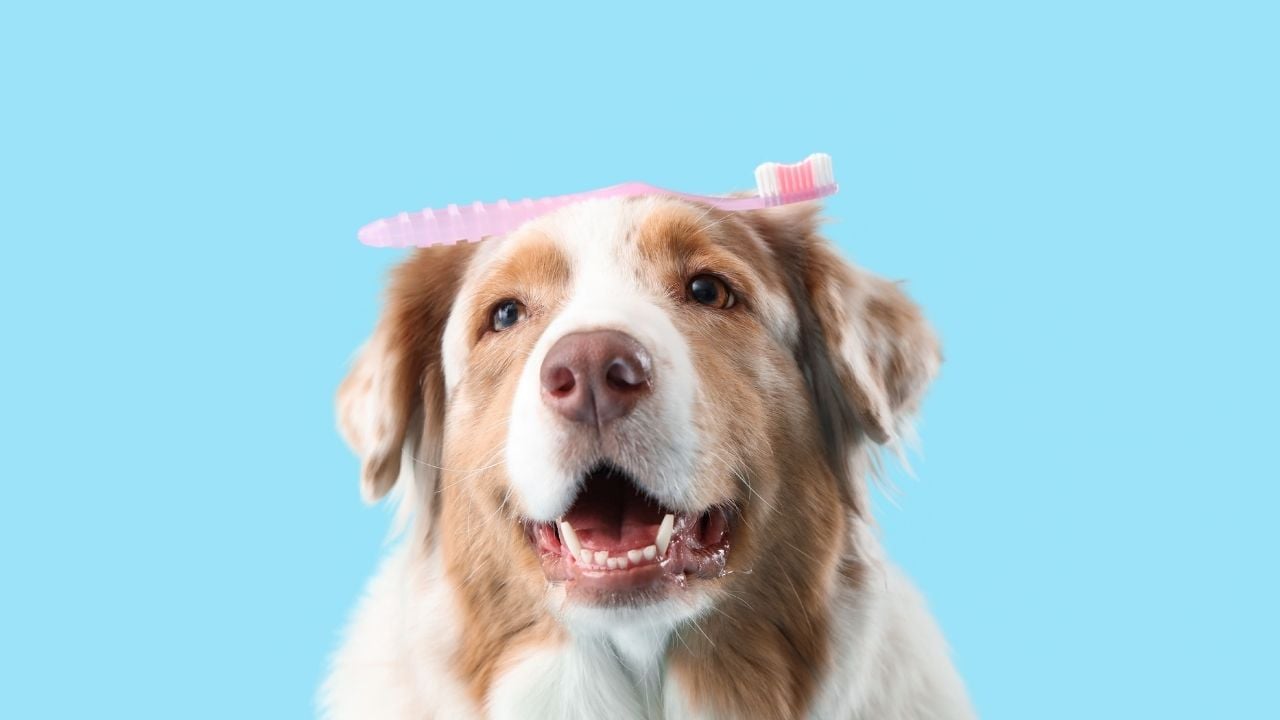 sevimli köpek ve kafasında diş fırçası