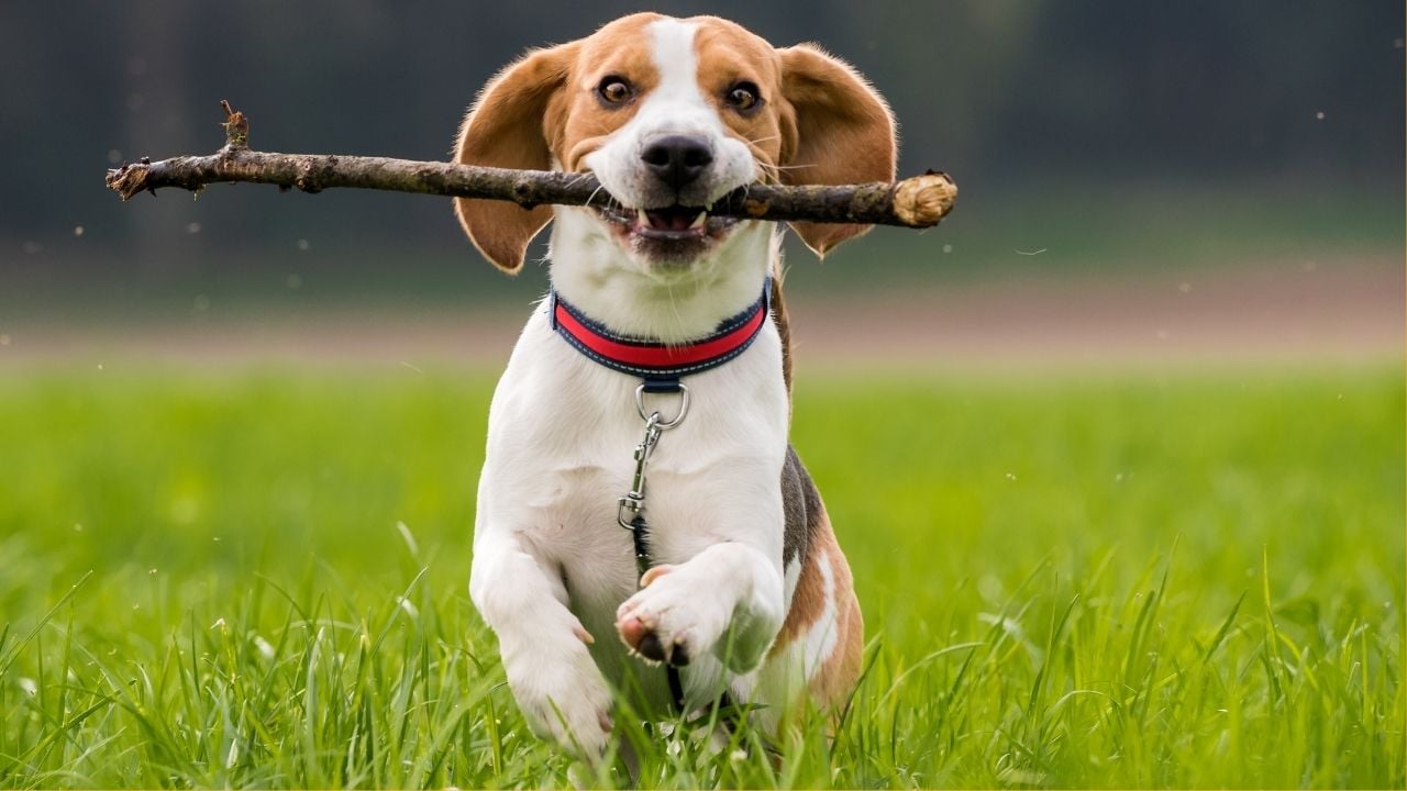 Beagle köpek oyun oynuyor
