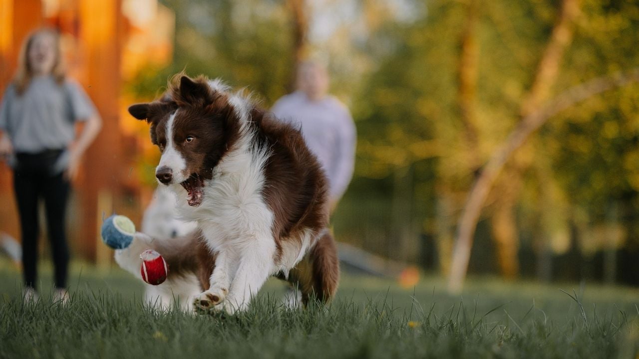 border collie köpek oyun oynuyor