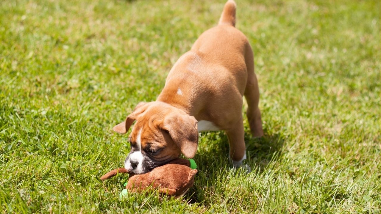 boxer köpek oyun oynuyor