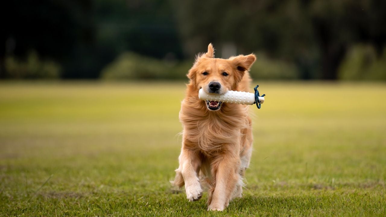 Golden Retriever köpek oyun oynuyor