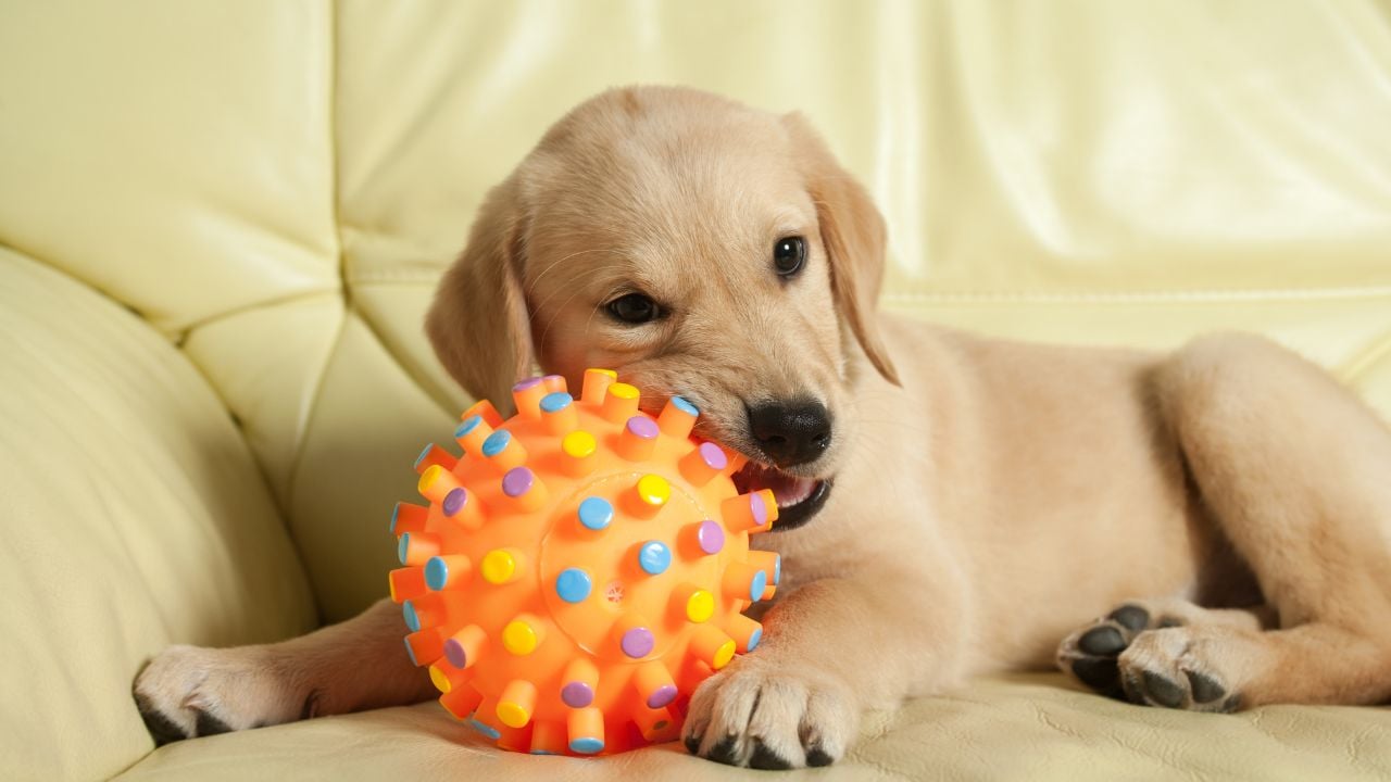 Labrador Retriever