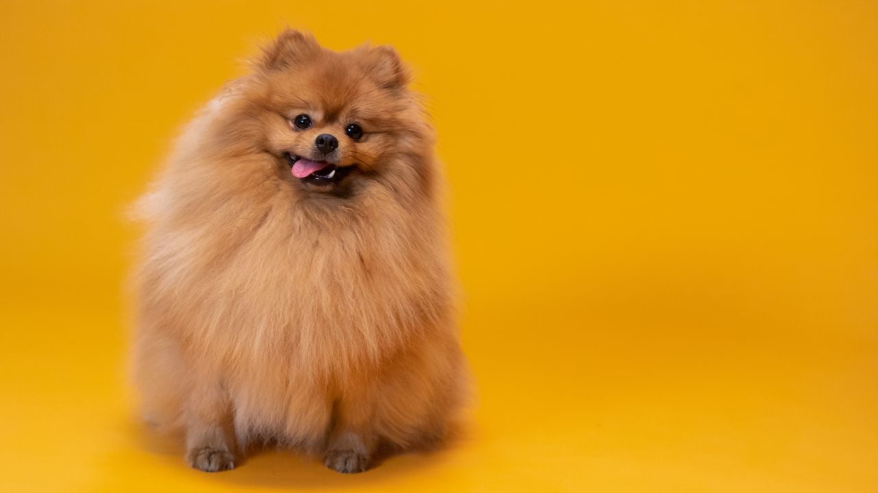 Pomeranian