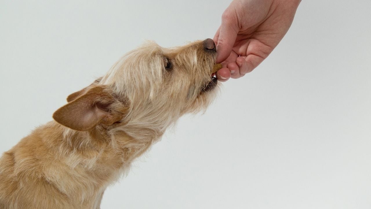 köpeğe ödül yiyeceği veren bir el