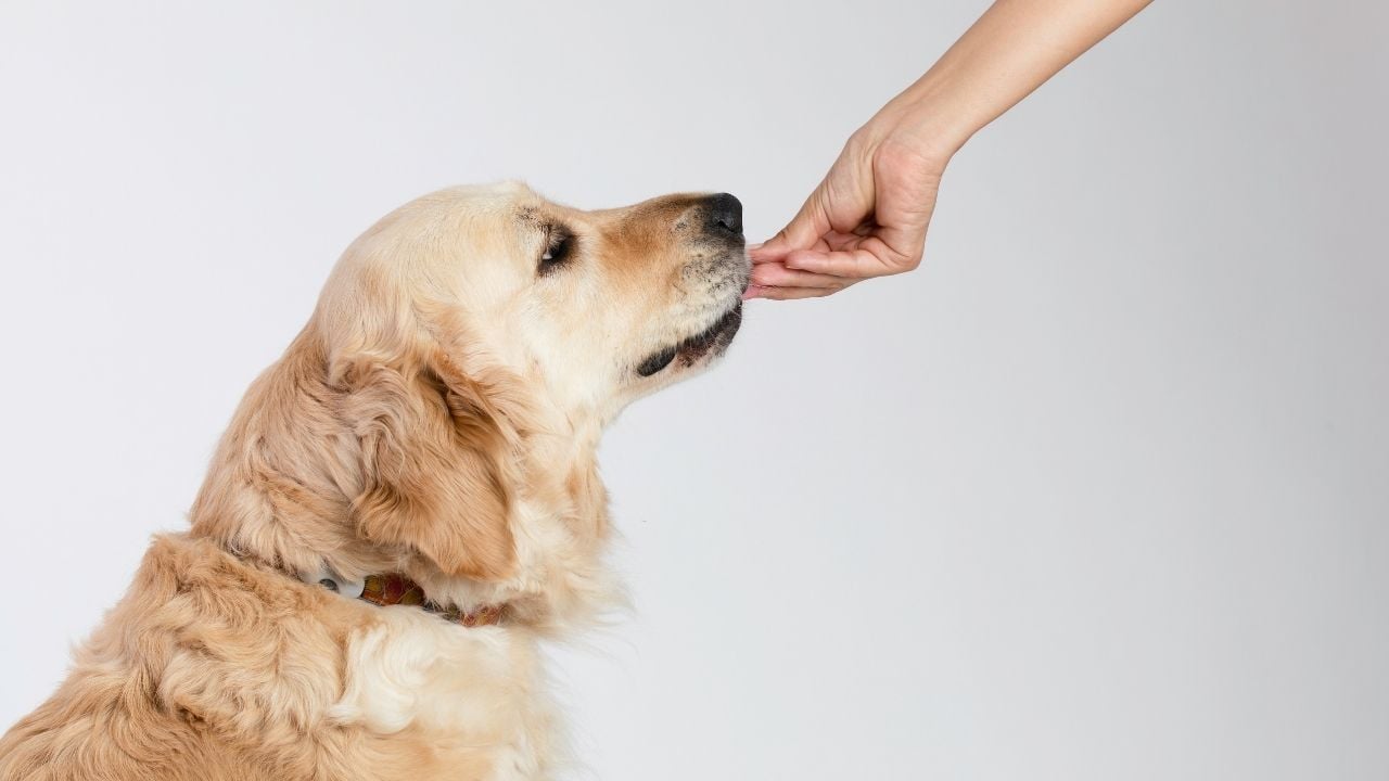 golden köpek mama yiyor