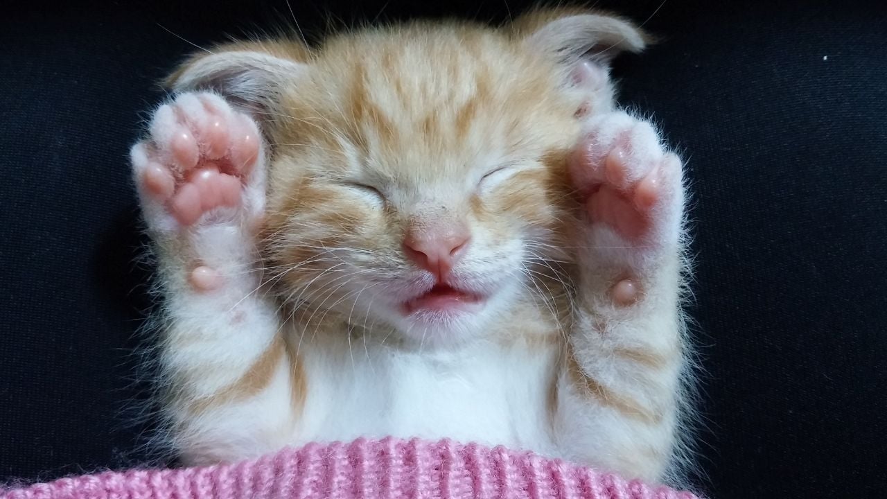 pembe patili bir sarman yavru kedi
