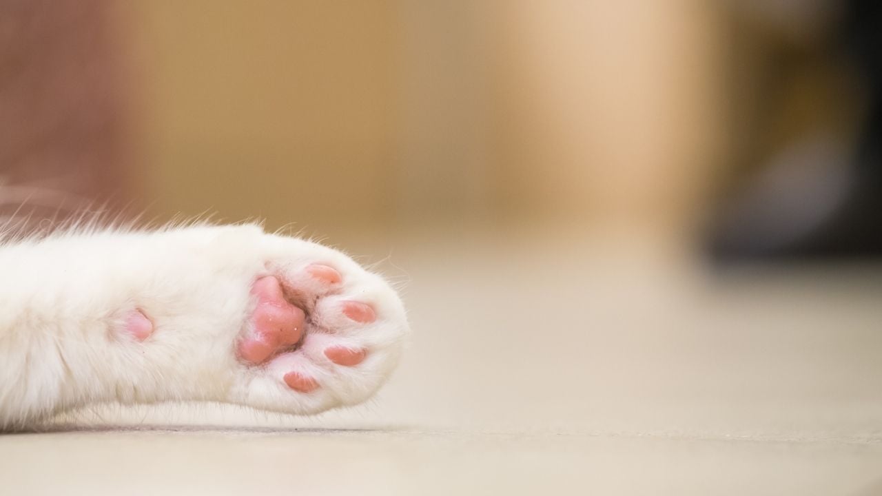 beyaz tüylü pembe kedi patisi