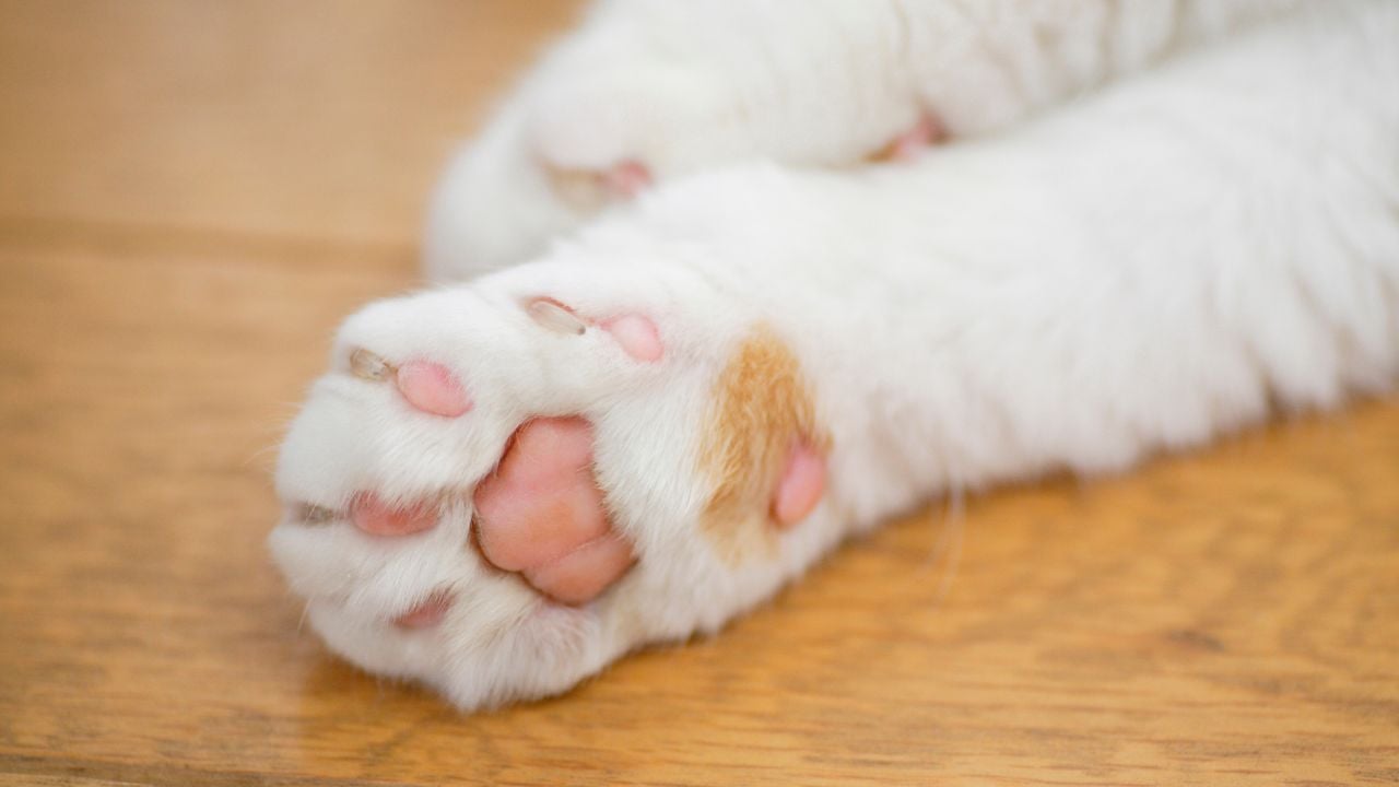 pembe ve beyaz kedi patisi
