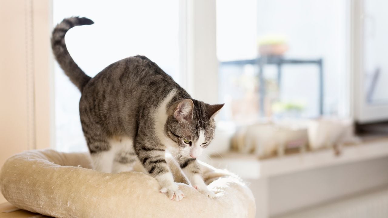 kedi koltuğu yoğuruyor
