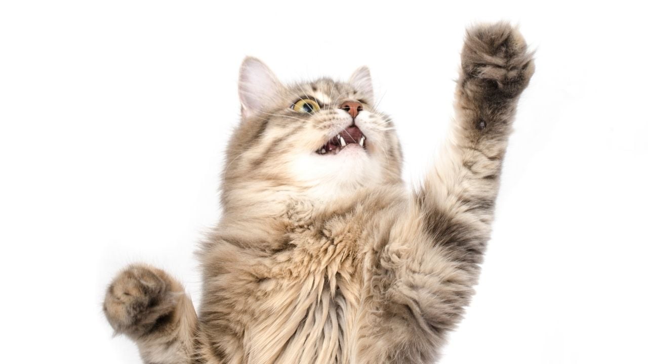 patisini kaldırmış bir kedi