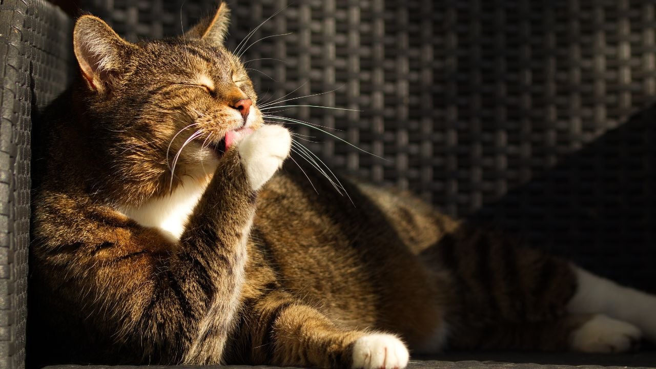 kedi patisini temizliyor