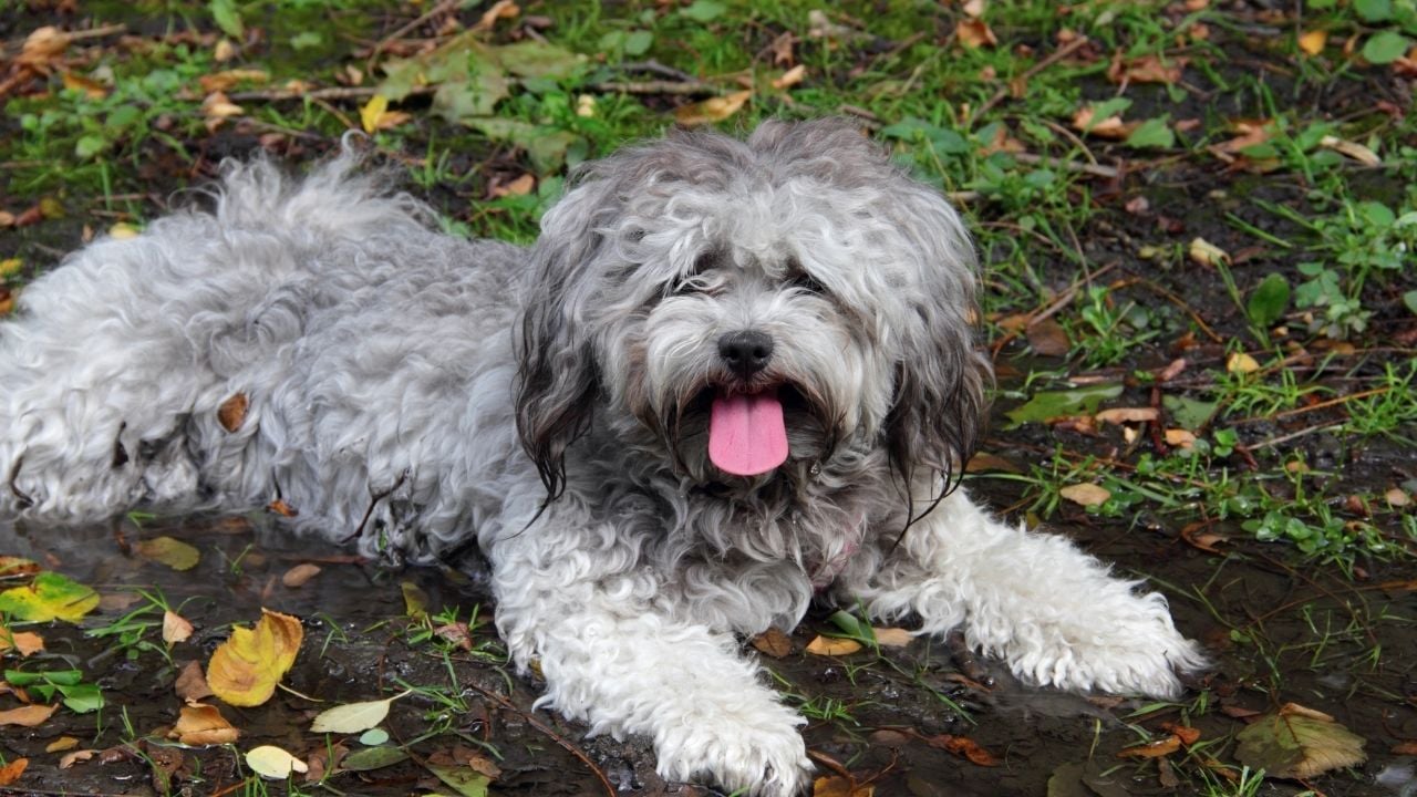 çamurda yatan bir köpek