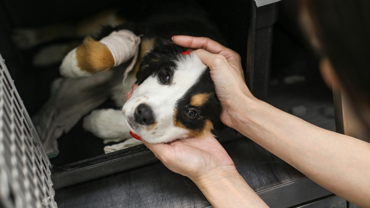 köpeğinin başını okşayan bir el